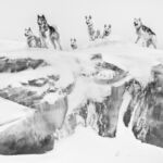David Yarrow • Dogs on Ice