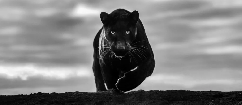 David Yarrow • Noir, Dinokeng, South Africa • 2026