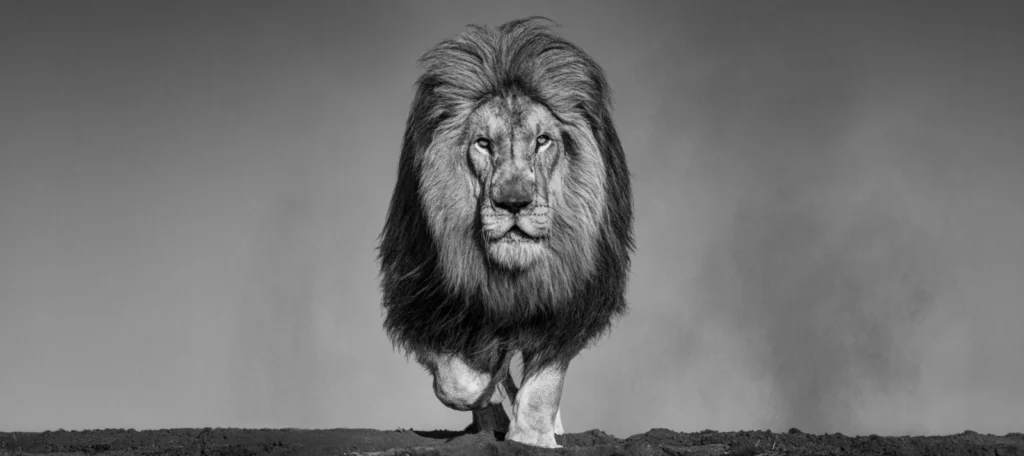 David Yarrow • The Dust Up, Dinokeng, South Africa • 2026